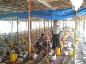 Babinsa Darul Aman Sambangi Peternakan Ayam Broiler di Darul Aman, Minggu (12/3/2023)