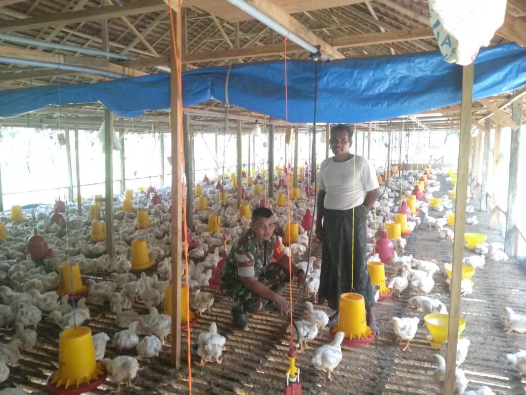 Babinsa Darul Aman Sambangi Peternakan Ayam Broiler di Darul Aman, Minggu (12/3/2023)