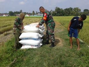 Babinsa Langsa Timur Bantu Petani Angkat Hasil Panen Padi, Minggu (5/3/2023)