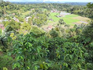 Tanaman Kopi yang Tumbuh di Dataran Tinggi (Foto: Roberto Rivelino)