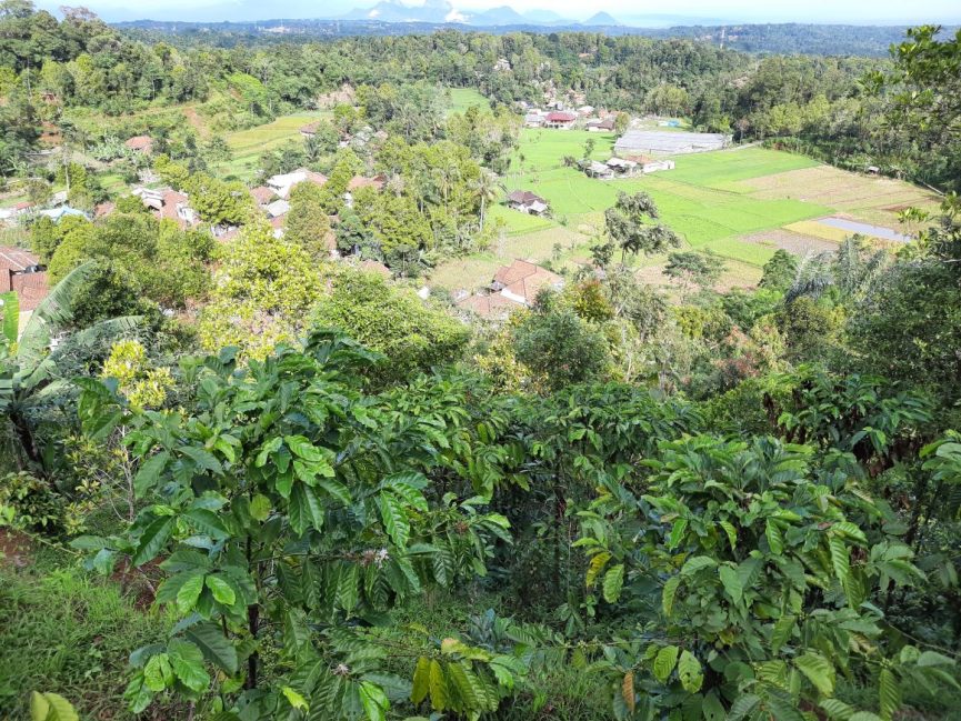 Tanaman Kopi yang Tumbuh di Dataran Tinggi (Foto: Roberto Rivelino)